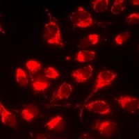 Serglycin Rabbit Polyclonal Antibody