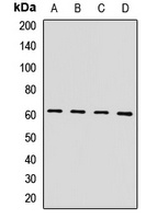 HIRIP3 Rabbit Polyclonal Antibody