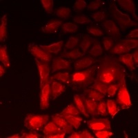 COPS6 Rabbit Polyclonal Antibody