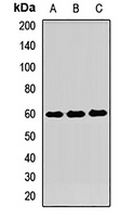 CD275 Rabbit Polyclonal Antibody