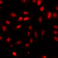 NTMT1 Rabbit Polyclonal Antibody