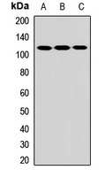 CARD12 Rabbit Polyclonal Antibody