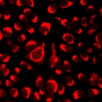 CARD12 Rabbit Polyclonal Antibody