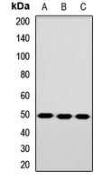 TEAD3 Rabbit Polyclonal Antibody