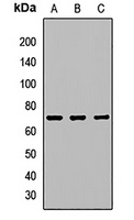 IL-21R Rabbit Polyclonal Antibody