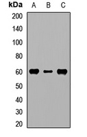 RPS6KL1 Rabbit Polyclonal Antibody