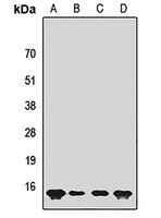 SUMO4 Rabbit Polyclonal Antibody