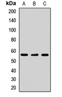 SGK3 Rabbit Polyclonal Antibody