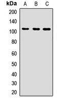 NEDD4L Rabbit Polyclonal Antibody