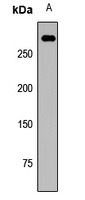 MDC1 Rabbit Polyclonal Antibody