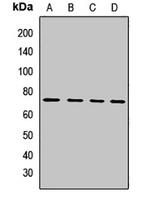 IL-4I1 Rabbit Polyclonal Antibody