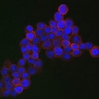 CD163 Rabbit Polyclonal Antibody