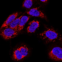 TEFM Rabbit Polyclonal Antibody