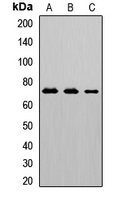 CD125 Rabbit Polyclonal Antibody