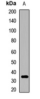 MEMO1 Rabbit Polyclonal Antibody
