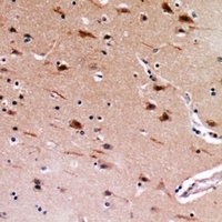 MEMO1 Rabbit Polyclonal Antibody