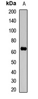 AIFM3 Rabbit Polyclonal Antibody