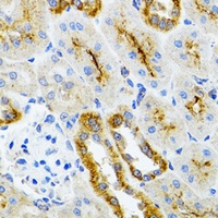AIFM3 Rabbit Polyclonal Antibody