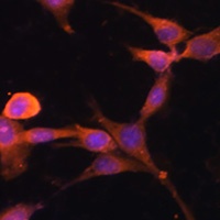 CACYBP Rabbit Polyclonal Antibody