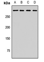 MYO18A Rabbit Polyclonal Antibody