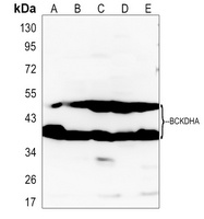 BCKDHA Rabbit Polyclonal Antibody