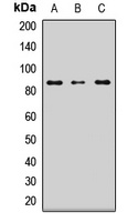 LRSAM1 Rabbit Polyclonal Antibody