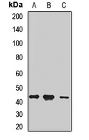PI6 Rabbit Polyclonal Antibody