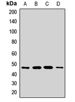 AGK Rabbit Polyclonal Antibody