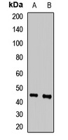 SAV1 Rabbit Polyclonal Antibody