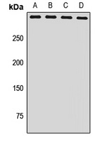NSD1 Rabbit Polyclonal Antibody