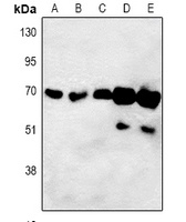 ORC3 Rabbit Polyclonal Antibody