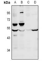 FOXD4 Rabbit Polyclonal Antibody