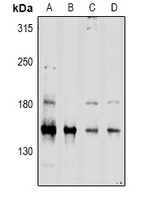 CD45 Rabbit Polyclonal Antibody