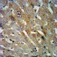 OTUB1 (Phospho-S187) Rabbit Polyclonal Antibody