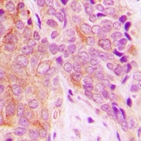 OTUB1 Rabbit Polyclonal Antibody