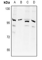 APPL1 Rabbit Polyclonal Antibody