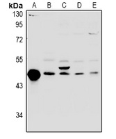 FKBPL Rabbit Polyclonal Antibody