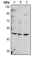 FOXD4 Rabbit Polyclonal Antibody