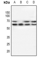 POTEG Rabbit Polyclonal Antibody