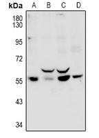 PPP1R16B Rabbit Polyclonal Antibody