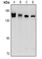 STK36 Rabbit Polyclonal Antibody