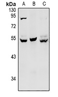 HNF4 alpha/gamma Rabbit Polyclonal Antibody
