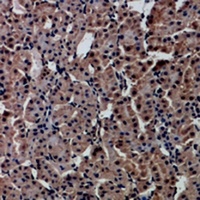 HNF4 alpha/gamma Rabbit Polyclonal Antibody
