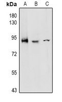 CD97 alpha Rabbit Polyclonal Antibody