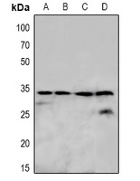 OTUB1 Rabbit Polyclonal Antibody