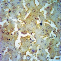 OTUB1 Rabbit Polyclonal Antibody