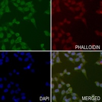 OTUB1 Rabbit Polyclonal Antibody