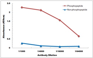 BIK (Phospho-S35) Rabbit Polyclonal Antibody