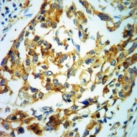 MBP (Phospho-T232) Rabbit Polyclonal Antibody