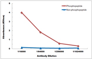 PKN1/2 (Phospho-T774/816) Rabbit Polyclonal Antibody